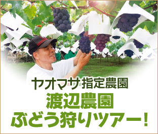ヤオマサ指定農園「渡辺農園」ぶどう狩りツアー